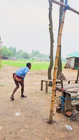 top new Monkey funny video 