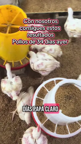 Hermosa semana❤️ @Agroinsumos Lidimed C.A #emprendimiento #emprendedor #poz #maracay #valencia #paratii #paratiiiiiiiiiiiiiiiiiiiiiiiiiiiiiii #contenido #venezuela #maturin #emprendedora  