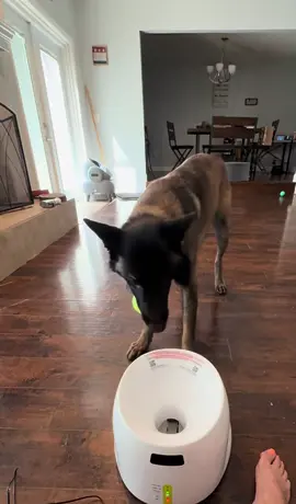 Doomsdays first day with his new machine… #belgianmalinois  #maligator #malinois #workingdog #k9 #fast #lightningspeed