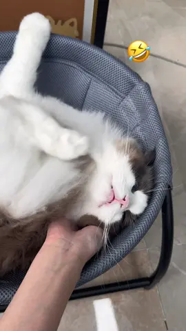 Cat: Stop it! Stop it! #cat #cutecat #cathammock #catlife #kitten #kittycat #catsoftiktok 