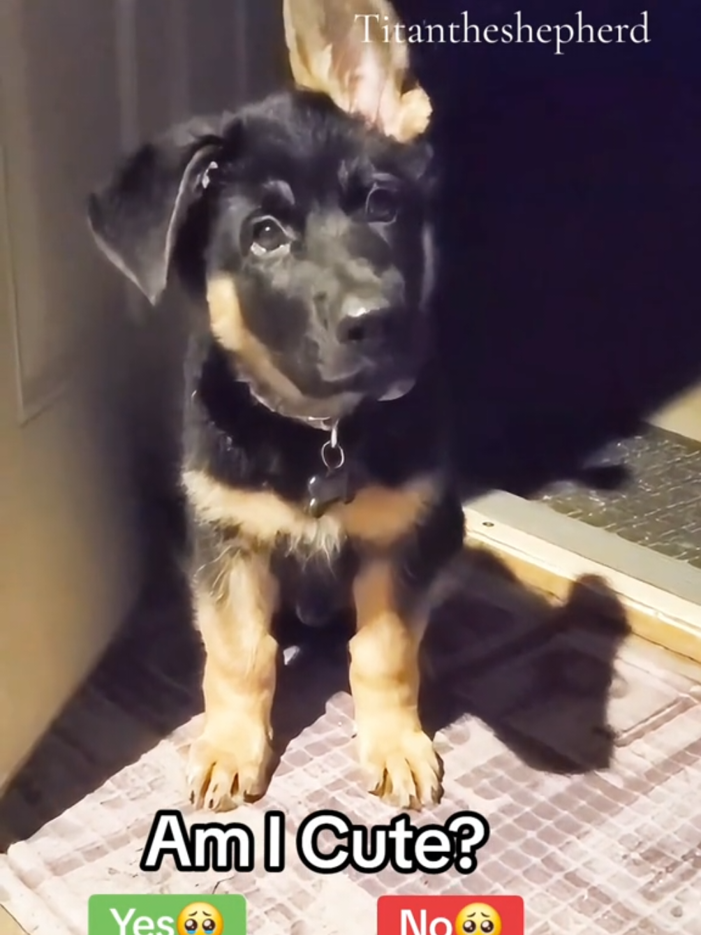 #Titantheshepherd #titanfurteam #Titanfamily 