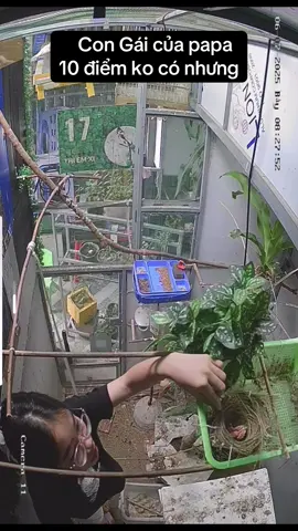 Trước khi đi công tác xa dặn nhờ con gái ở nhà chăm chim giúp/ coi lại Cam mà xúc động quá! Đúng là ko đẻ con gái đời ko nể 🥰 