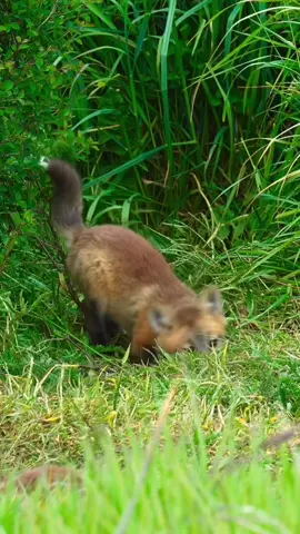 Warning: EXTREME CUTENESS AHEAD #playing #wildanimals #chaos #fox #naturelover 