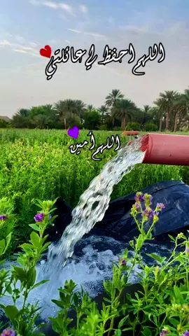 #اللهم#أحفظ #لي #عائلتي #💕💕 #اللهم #أمين #يارب #العالمين #اللهم_امين_يارب_العالمين #سبحان_الله_وبحمده_سبحان_الله_العظيم #اللهم_صل_وسلم_على_نبينا_محمد #🤍🤍🤍 #🌿🌿🌿 #🕊️🕊️🕊️ #🌻🌻🌻 #💜 
