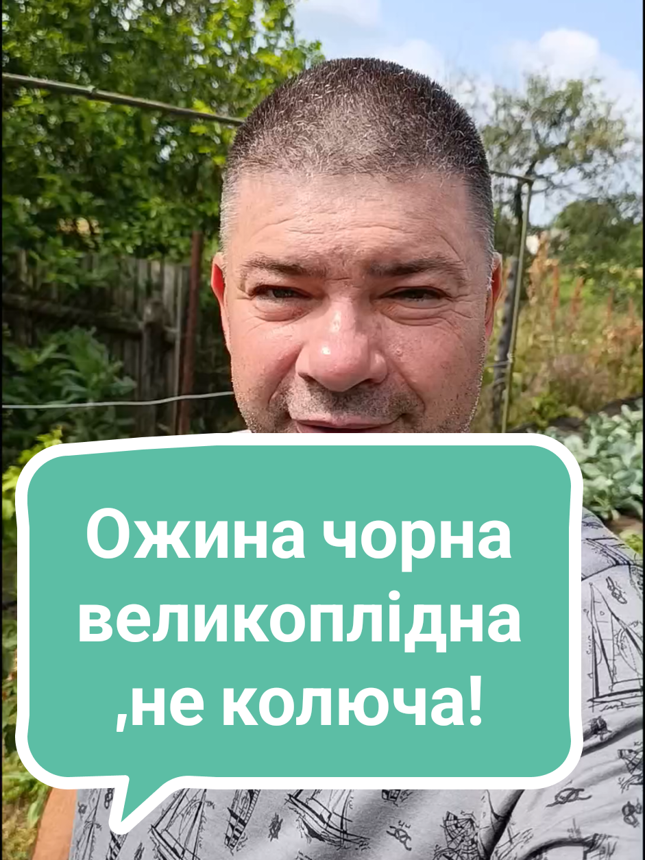 ‼️ Другий рік родить,цікава,велика,смачна ягода.Любить воду і трохи органічного добрива.‼️#СлаваУкраїні #УкраїнськийТікток #війнавУкраїні #СлаваУкраїнцям #Українськіновини #українськийсадогород #УкраїнцівЄвропі #