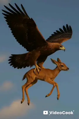 نسر كيف يصيد الفريسة #الشعب_الصيني_ماله_حل😂😂  #متابعه_ولايك_واكسبلور 