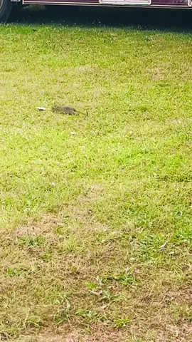 The way he hops away with his bread 😭 #rat