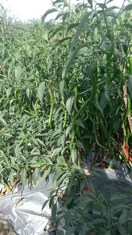 gimana kabar para petani cabe di sana