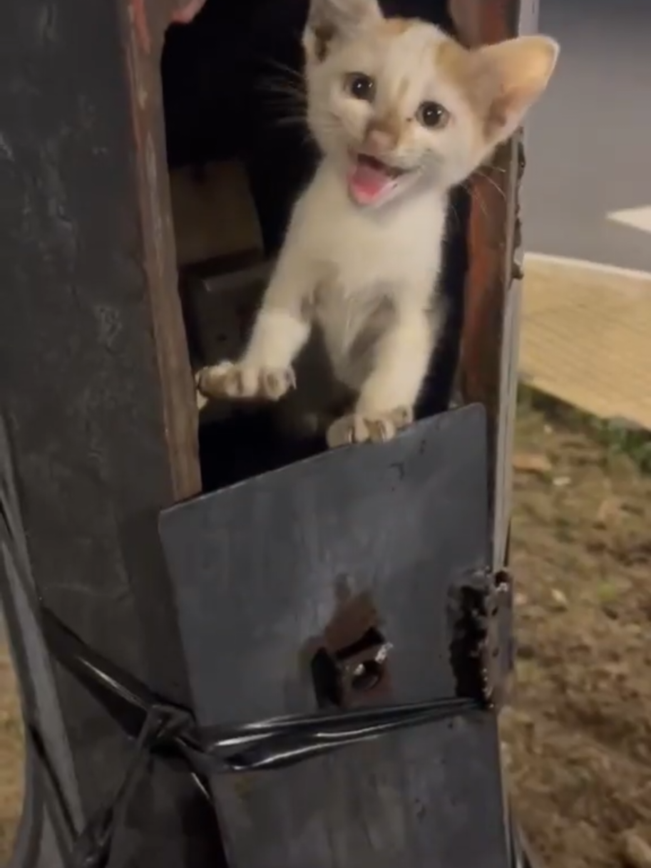 Bé mèo bị bỏ trong cột điện 🥺 Ba mẹ nào thương xin nhận nuôi bé với. Khu vực Tân Phú ạ.