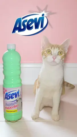 🐕🐈🐾🫧🧹Buenas amores 🧹🫧🐾🐈🐕 Hoy os traigo un productazo que en casa nos encanta, teniendo hijos peludos, sin duda alguna tenéis que probar este Fregasuelos de @asevi.es  En casa ya usábamos está marca, ya que nos gusta mucho y ahora con esta nueva gama de mascotas, como no, teníamos que probarlo.🤩🤗 Es un Fregasuelos concentrado y perfumado❇️,que huele increíble y totalmente seguro para nuestras queridas mascotas y elimina los olores de inmediato, y hace que tengamos una máxima limpieza e higiene en cualquier rincón eliminando manchas y suciedad. Si tecnología patentada y su fórmula a partir de esencias naturales con efectos relajantes hacen que a nuestras mascotas les encante y favorecen si bienestar, y que deja una fragancia en la casa perfecta con un olor, desinfección y una limpieza espectacular. Y es que es una auténtica maravilla. Además con su fórmula de PH neutro es ideal para cualquier superficie incluidos los más delicados. Así que ya sabéis si tenéis mascotas y queréis una buena limpieza y desinfección sin tener problemas con ellas tenéis que usar Asevi mascotas. 🐈Chusta está súper contenta con este fregasuelos y nosotros más aún. Gracias a @KuvutES  y a @Asevi  por enviarme este producto y poder probarlo. ¿Qué os parece?¿Tenéis mascotas en casa?¿Conocíais este producto especial para mascotas? Os leo ⬇️ ⬇️ ⬇️  #asevimascotas #hogarconmascotas #chusta #gatos #perros #mascotas #pets #cat #dog #fregasuelos #limpieza #clean #perripapi #perrimami #gatimami #gatipapi #gift #asevi #hogar #Home #embajadora #kuvut #unboxing #fregasuelosasevimascotas #petfriendly #viral 