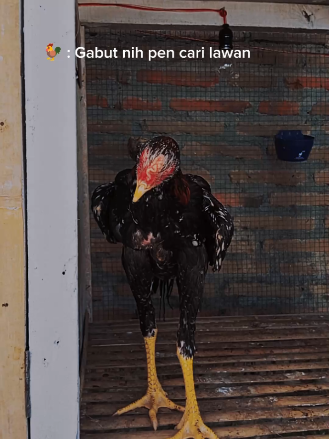 Nggreges lur 🥶 #ayam #ayambangkok #ayambangkoksuper #ayambangkokindinesia #ayambabgkokklasik ##ayambangkokekorlidi #fyp #fypシ #reels 