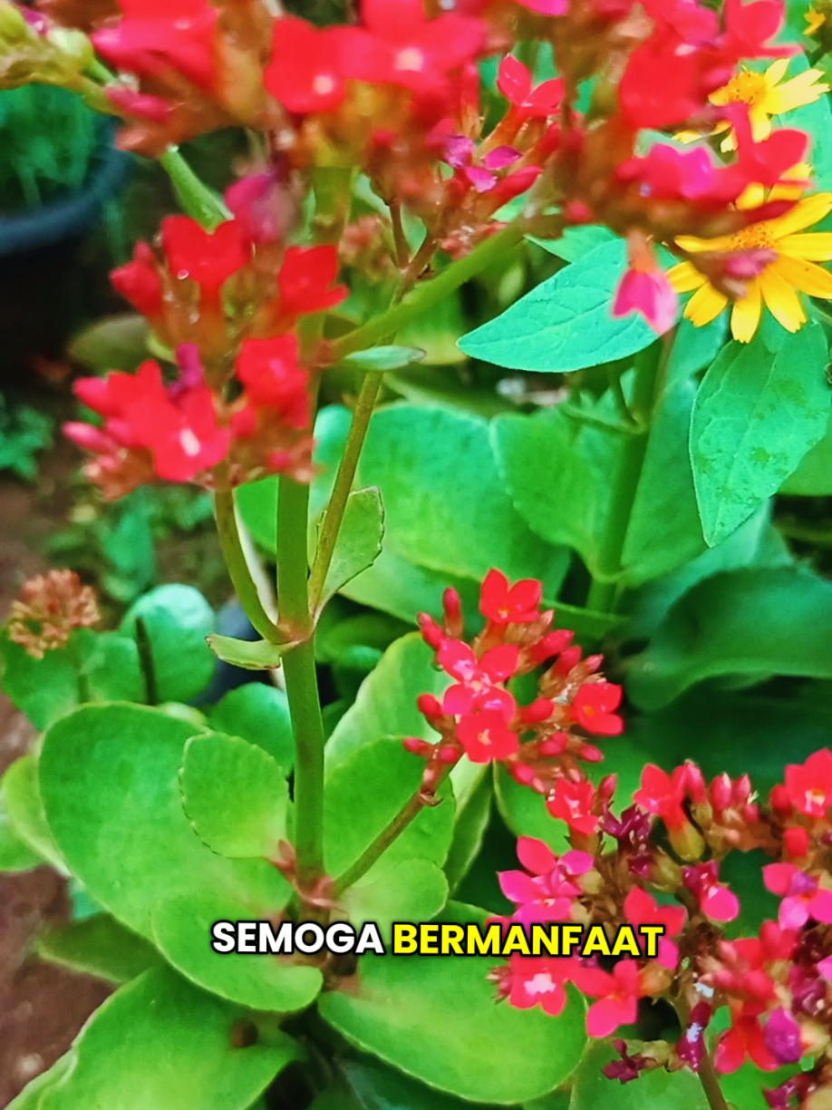 Cuma dianggap tanaman hias? ternyata daun cocor bebek punya segudang manfaat luar biasa #cocorbebek#manfaatdauncocorbebek#tanamanobat#obatalami#tipssehat#fypkesehatan#obattradisional#herbalrumahan#fypシ゚viral🖤tiktok 
