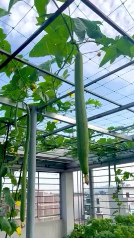 Mướp hương siêu dài #hatgiong #mướp #nkseeds #xh #fyp #rausach 