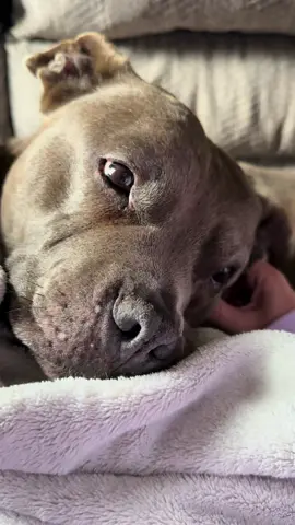 When the ear scratches are hitting the spotttttt 😆😍 #pitbullsoftiktok #dogdays #dogsoftiktok #pitbull #ASMR 