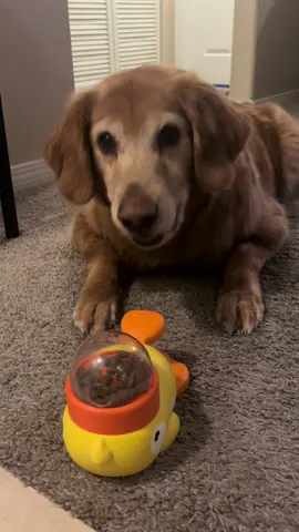 Sirius seemed to really enjoy this puzzle & he was actually challenged with it. Definitely recommend! 