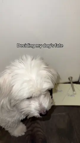 she can’t read anyways #cotondetulear #dogsoftiktok #cutedoglife 