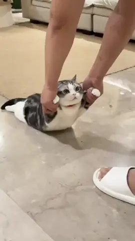 #catsoftiktok #foryou #fyp #kitten #cats #cat #duet #viral #trending #cute #catlife #funnycat #ilovecats 