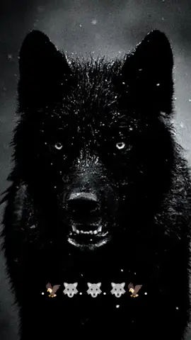 #الذئاب  لا تهدد.الذئاب ترد...  #عباراتكم_الفخمه📿📌  #🔥  #عبارات  #sigueme @🦅🏹@Sam_loving_Fal🏹🦅 