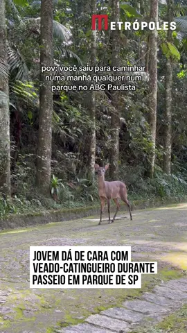 Durante uma caminhada por um parque no #ABCPaulista, em #SãoPaulo, Amanda Murakami protagonizou um encontro raro com um veado-catingueiro. A cena encantadora foi compartilhada por ela nas redes sociais e viralizou. Natural de regiões de mata, o animal foi visto entre as pessoas no parque e se manteve pacífico. #TikTokNotícias 🎥 @amandamurakamy | @myhoodbr 