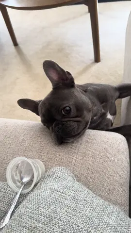 Whyyy is he so dramatic 🤣😭 #dog #frenchie #frenchbulldog #fyp