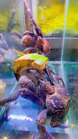 Cua dừa đã về đầy bể Hải Sản Trung kiên, thơm ngon, béo ngậy, thịt thơm toàn mùi dừa