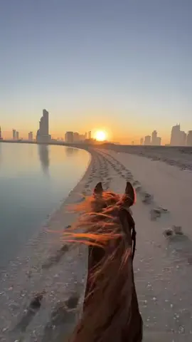 #خيل#خيل_بحر🐎🌊❤ #لايك_متابعه_اكسبلور 