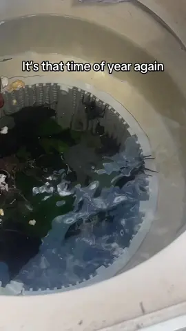 Wolf spiders are terrifying