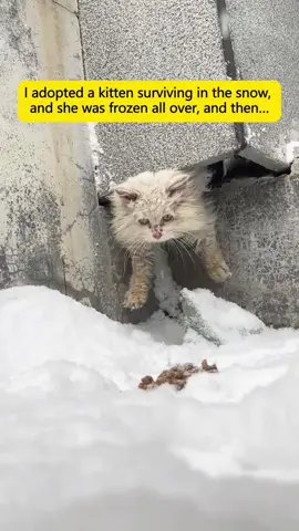 I adopted kitten surviving in the snow, and was frozen all over, and then…#rescue #animals #PetsOfTikTok #kitten #lovestory #fyp 