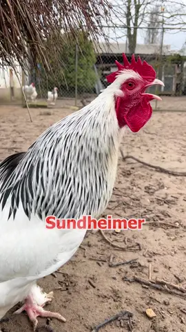 Best of my roosters from the last weeks 🥰 #farmlife #hühner #chickens #farming #hühnerliebe #bantams #bauernhof #happyhuhn #roosters 