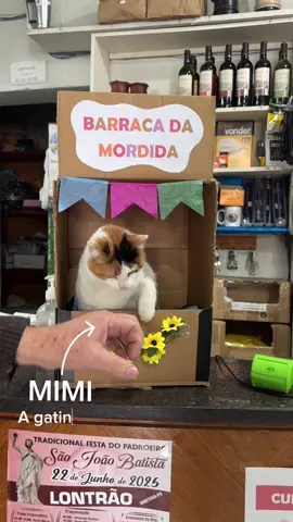 Mimi representa todos os CLTS do Brasil #gatos #tigraoevovo #humor 