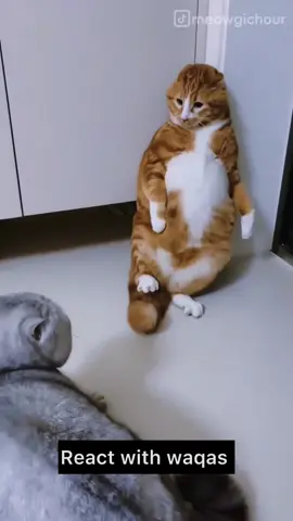 Cuddly Kittens: A Day in Their Life! #kittenlove, #cutepets, #kittenvlog, #dailycuteness, #catsoftiktok #creatorsearchinsights 