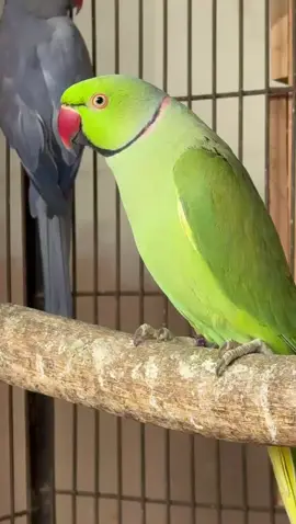 Top quality  Green split blue split CT split oplaine breader fertile male 💛🦜❤️#foryoupage #1millionaudition #500millionviews #greenringneck #viralllllll #fypg #virallllllllllllllllllllllllll #ill #fypgggggggg #fyp #yellowpartot #fypggggggggggggggシ #viralllllllllllllllllllllllllllllllllll @TikTok @TikTok Malaysia @TikTok Vietnam 
