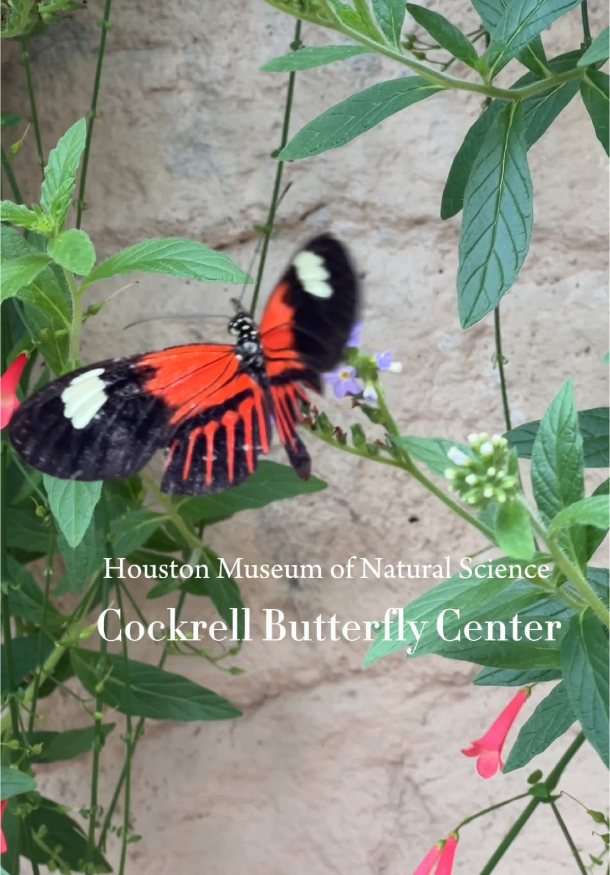 Over 800 butterflies 🦋✨ The Cockrell Butterfly Center at the Houston Museum of Natural Science is pure magic! #ButterflyWhisperer #HoustonAdventures #HMNS #ButterflyGarden #CapCut #thingstodoinhouston #thingstodoinhoustonwiththekids 