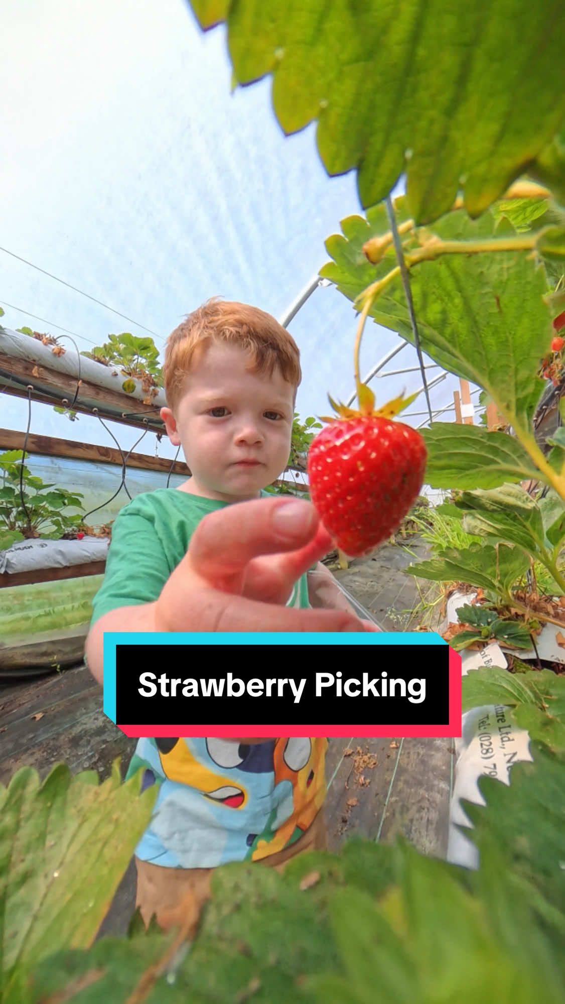 Carter takes his strawberry picking VERY seriously! 🍓  #fyp #fypp #Food #fun #toddlersoftiktok @insta360_official 