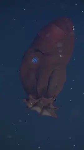 La profondeur des océans 🌊  Cr : @Robin Grimaldi  (Laissez moi 1h pour upload la part 2)