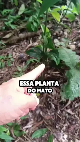 Clique no link da Bio para mais informações ✅ #diabetes #diabete  #glicose  #planta #chacaseiro  #fly 