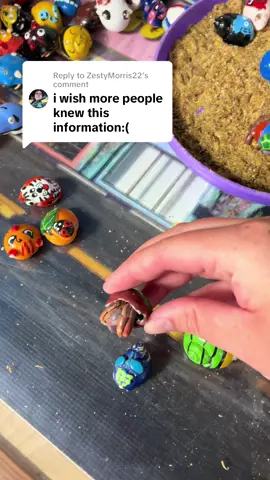 Replying to @ZestyMorris22  my goal is to bring awareness to proper hermit crab care. #petlover #animallover #hermitcrab #PetsOfTikTok #propercare 