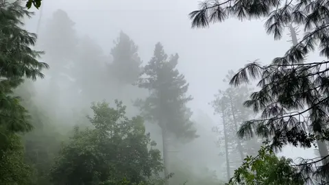 Explore the scenic beauty of murree ❤️☁️🌲 #foryou #fyp #foryoupage #share #tiktok #like #repost #viral #bluetick #fypシ #music #view #murree 