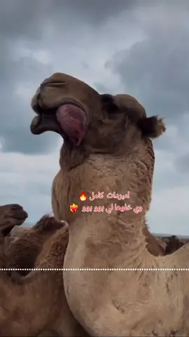#رزيقات_تراب_الهين_الجنينة_دارفور 