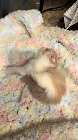 **VIEWER DISCRETION ** part 1! Found this kitty outside in the rain yesterday, he wasn’t doing good, kept having seizures, his body kept locking up, didn’t think he would make it, got him wrapped up in a blanket, warm bottles of water, a heating pad and warm food.. #nature #rescuecat #rescue #kitten #keeppraying #fyp #fypp 