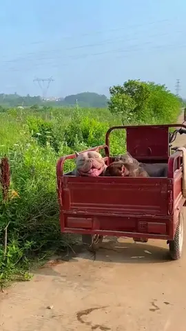 Take them swimming. Many people ask me if bullies can swim, and my answer is not to go beyond a meter of river.#bully #bulldog #pocketbully 