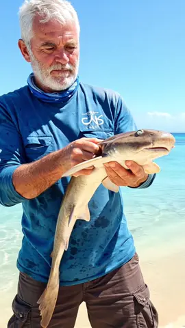 Most Catsharks Grow Less Than 3 Feet Long! 🦈📏 🎵 DEATHPIXIE - OKINAWA @𝔡𝔢𝔞𝔱𝔥𝔭𝔦𝔵𝔦𝔢 #MiniShark #catshark 