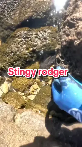 Well ja that was close 😅  scary beach creatures #beach #ocean #lekker #animal #eel #naughty #yoh #onthisday 