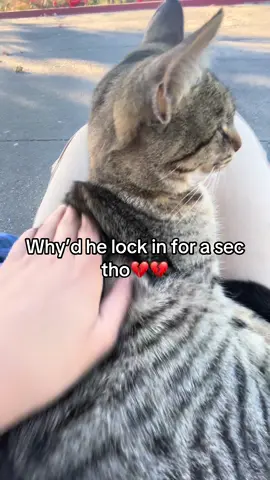 “BRO U SCARED ME😾😾” #fyp #catsoftiktok #mogged 