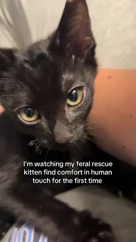 I trapped this 1.8 feral kitten while doing TNR at his colony. He was terrified for 36 hours after his neuter surgery, but completely surrendered as soon as I began petting him for the first time.  #kittensoftiktok #fyp #feralcatsoftiktok #tnrsaveslives #feralkitten #blackkitten 