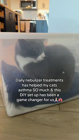We manage his asthma 100% naturally at home. Let me know if you guys want more content about natural asthma management & healing⬇️  I also have an A-Z healing guide with everything we do that has actually worked for his lungs. It’s on my website at holisticthrivingcats.com 🐾🤍  #catasthma #felineasthma #felineasthmaawareness #catsoftiktok #holisticcat 