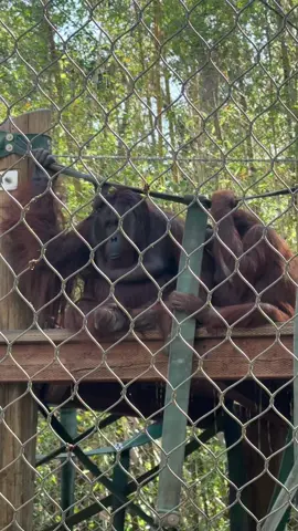 #kekally #kekallyporelmundo #kekallyfood #fullarepas #arepavenezolana #comidavenezolanaenlosangeles #ViralVibes #kekally #bykekally #kekallyevents #venezolanosporelmundo🇻🇪 #venezuela🇻🇪 #kekallyporelmundo #kekallygym #reflexioneskekally #venezolanasenlosangeles #mujeresvenezolanas #kekallyevents #ilovesalsa #ilovesalsa❤🎙🎶 #losangeles #losangelescalifornia #venezuelalosteques #venezuelacaracas #venezolanosenlosangeles #usa #cristiancastro 