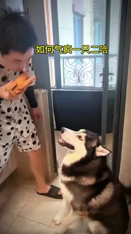 #dog #man #funnydogs #fyp 