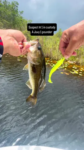 Trolling around the stryker swimbaits to see what i could catch. All of the baits I’m using can be found in my shop. The link is in the video.  #urbanfloridafishing #bassfishing #fishing 