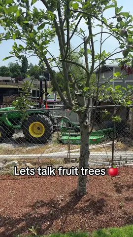 What do you guys think? Literally any thoughts would be appreciated  #fruittrees #fruitseason #fruit #appletree #peartree 